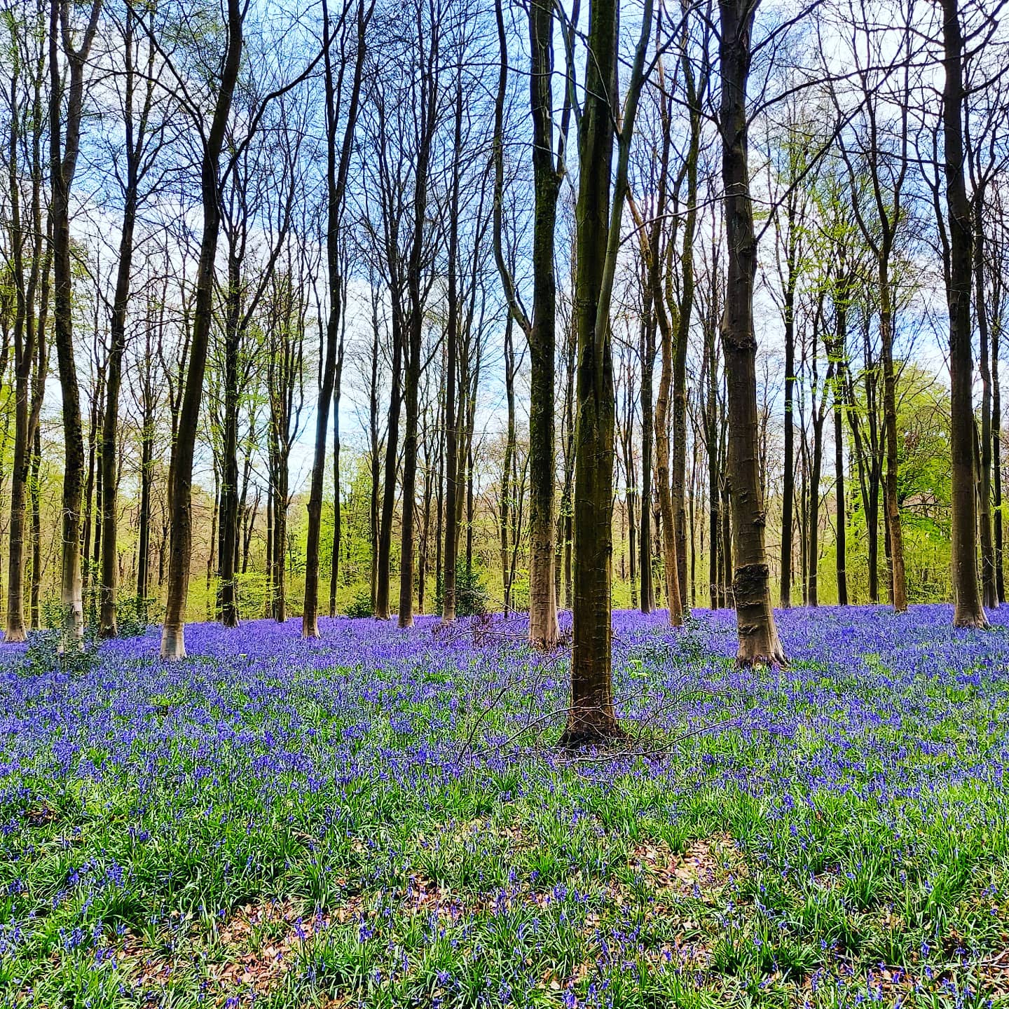 Bluebells flowering in a Beech woodland