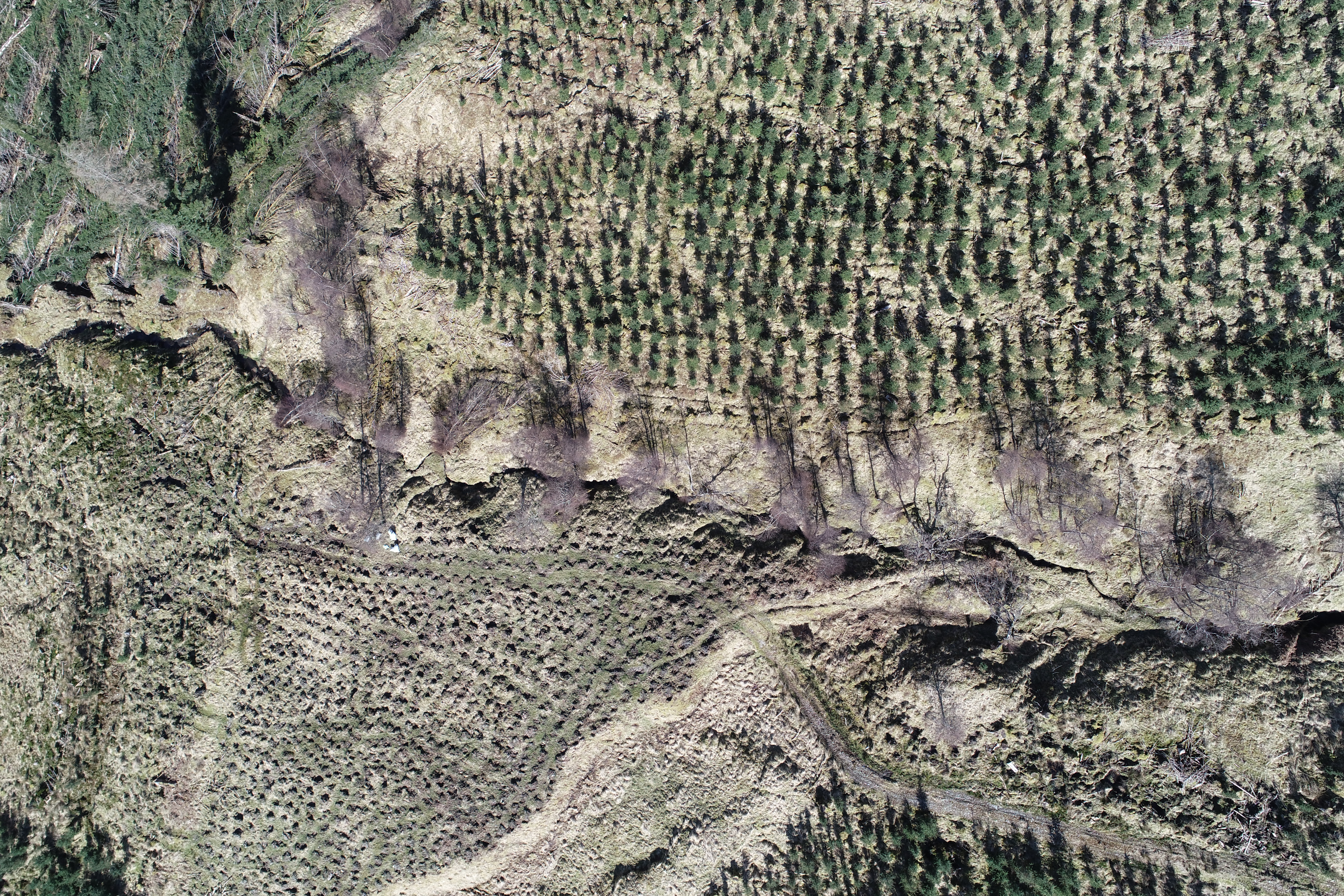 Aerial image of newly planted forest in Scotland