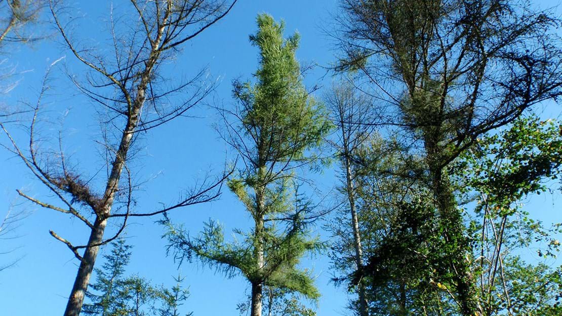 Phytophthora Larch tree - tree pest and diseases