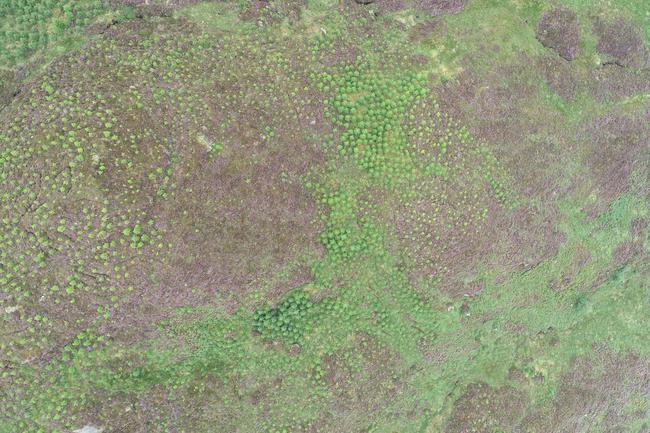 new planting UAV drone imagery