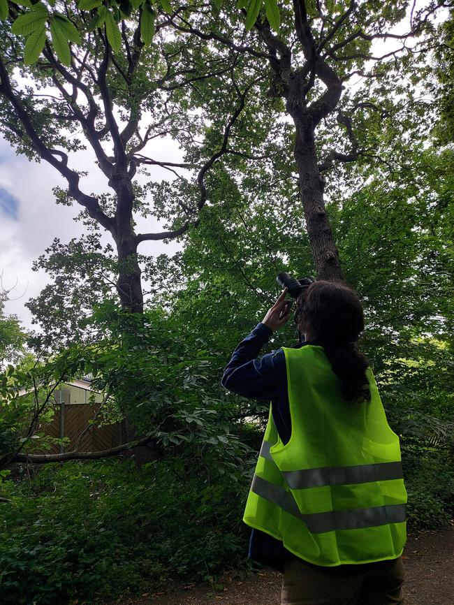 a surveyor undertaking a tree health survey of an oak tree in south east england